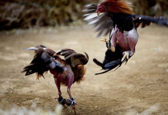 Kinh nghiệm cá cược đá gà trực tuyến đến từ chuyên gia 2 ca cuoc da ga 1