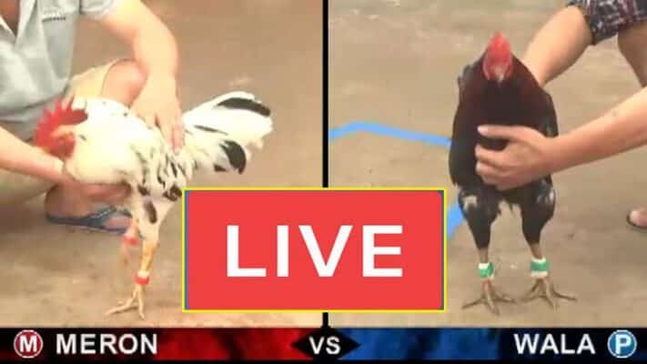 Trang đá gà online trực tiếp uy tín - New88 có ưu điểm gì nổi bật? 2 da ga online truc tiep 1