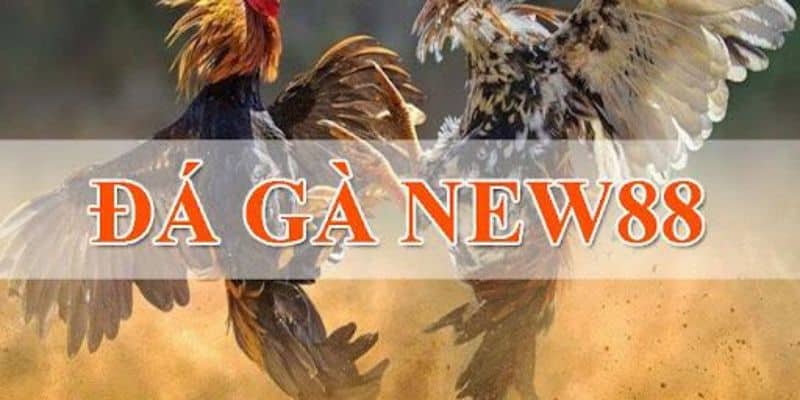 Trang đá gà online trực tiếp uy tín - New88 có ưu điểm gì nổi bật? 1 đá gà online trực tiếp