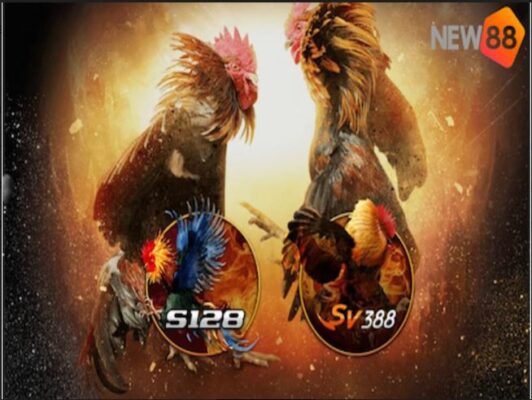 Trang đá gà trên mạng uy tín - chất lượng nhất 2022 - New88 1 đá gà trên mạng