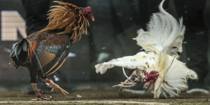 Đá Gà NEW88 Có Gì Hấp Dẫn Đến Vậy? 4 Nắm rõ thông tin chiến kê