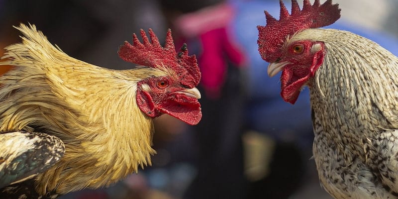 Đá Gà Campuchia - Sảnh Chơi Cá Cược Uy Tín Và Hấp Dẫn 2 Hình thức đá gà này mang lại nguồn lợi nhuận cho lớn cho quốc gia Campuchia